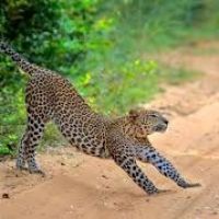 wilpattu-leopard