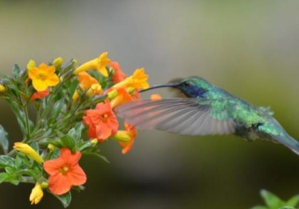 hummingbird-1