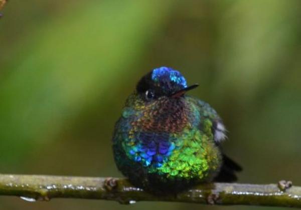 hummingbirds-rob-6228.jpg