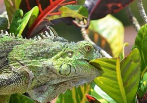 tortuguero-may-2012-rob-037-copy