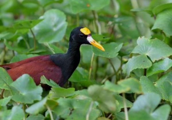 tortuguero-may-2012-rob-049.jpg