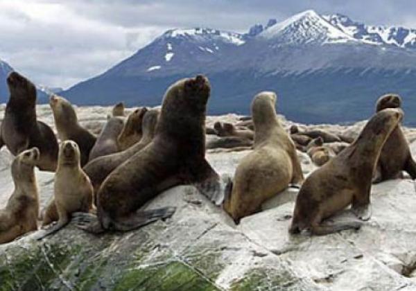 sealions