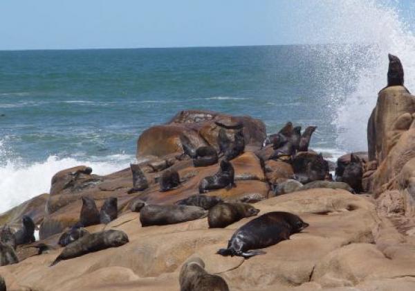 seehunde-in-uruguay