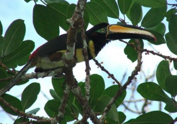 tukan-in-ecuador