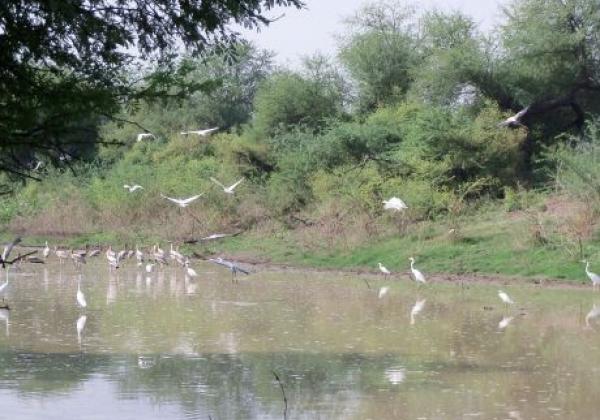 bird-sanctuary-1.jpg