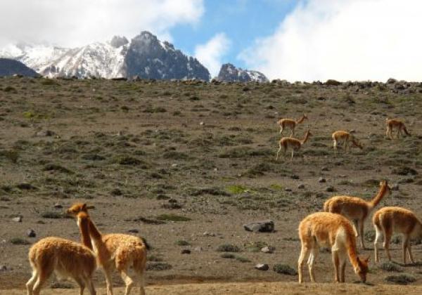 a-chimborazo-vicuñas