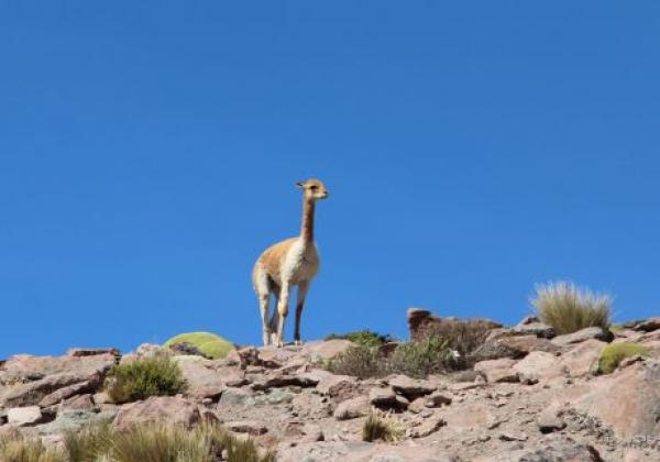 colca-(1).jpg