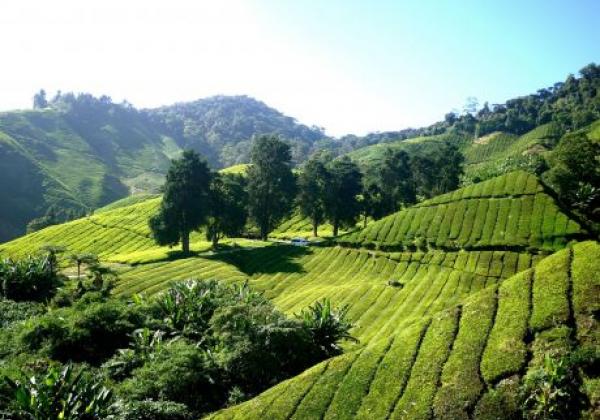 cameron-highlands---tea-plantation