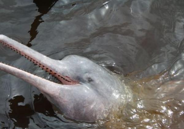 flussdelfin-im-amazonas