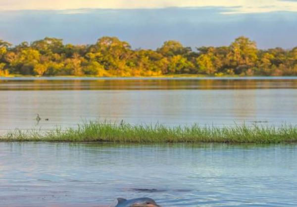 delfin-im-amazonas