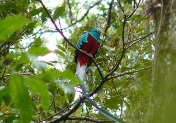 boquete-vogel