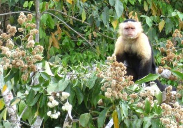 gatun-see-mit-monkey-island