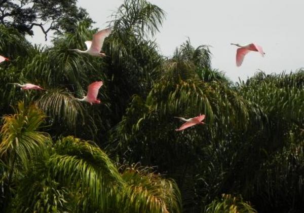 rosa-löffler-in-costa-rica