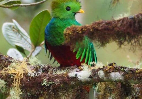 quetzal.jpg