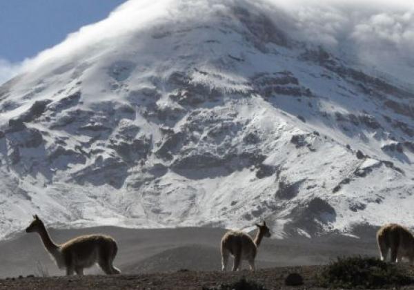 chimborazo-vincunias-9.jpg