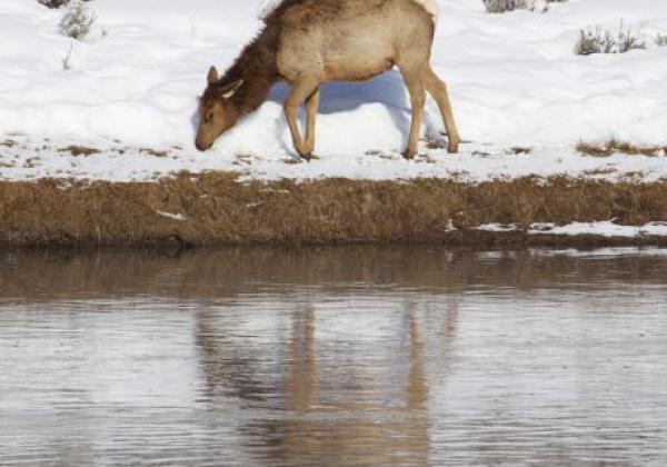 elk-at-madison-river