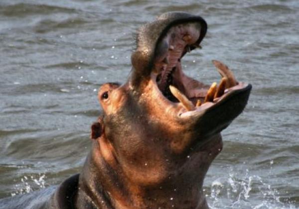 flusspferd-in-kwazulu-natal
