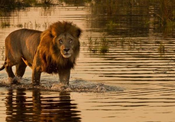 löwe-im-okavango-delta