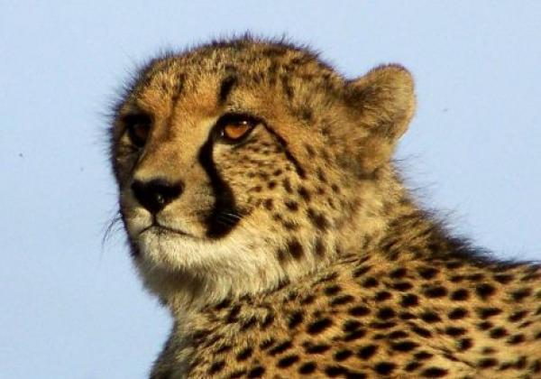 gepard-in-südafrika