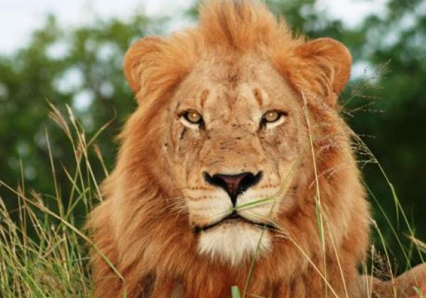 wildlife-(15).jpg