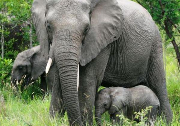 elefant-mit-kleinem-elefant