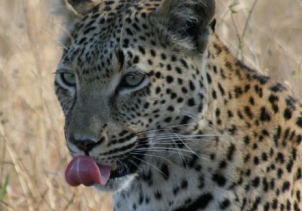 leopard-schleckt-sich-das-maul