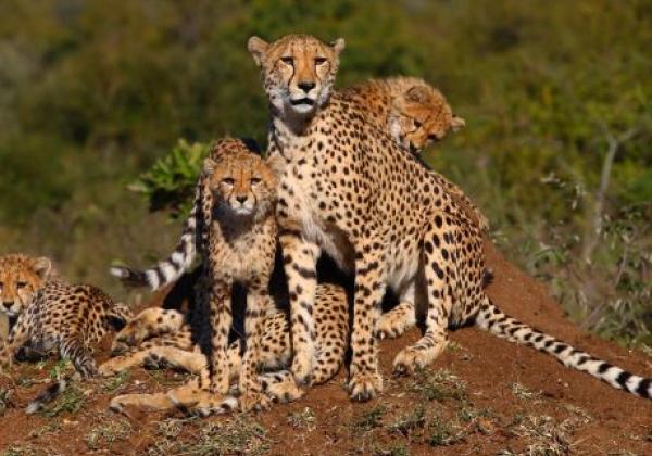 leoparden-familie