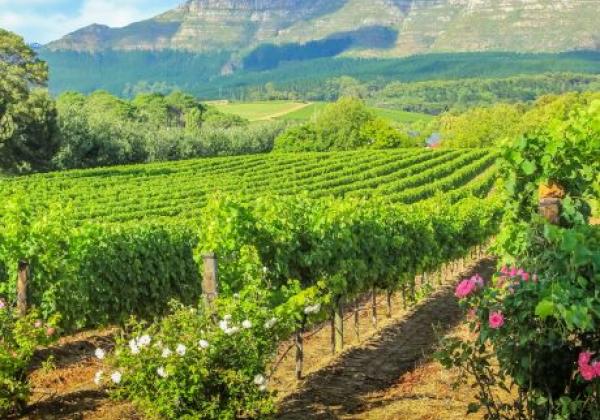 winelands-(15)