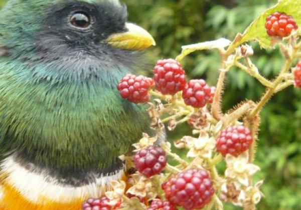 vogel-in-panama