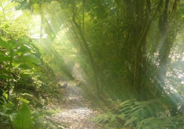 trail-in-panama