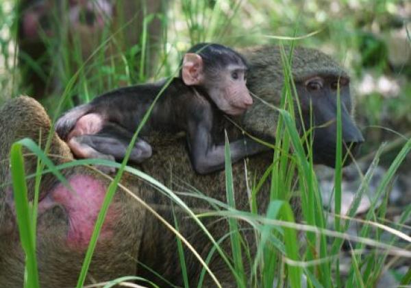 baboons-at-shai-hills-game-reserve.jpg