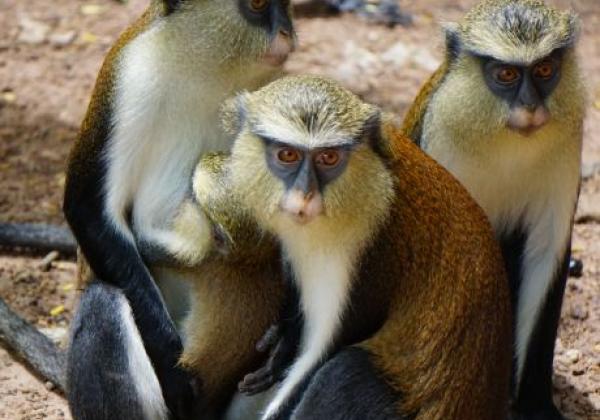 tafi-atome-monkey-sanctuary.jpg