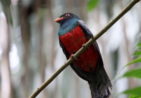 trogon