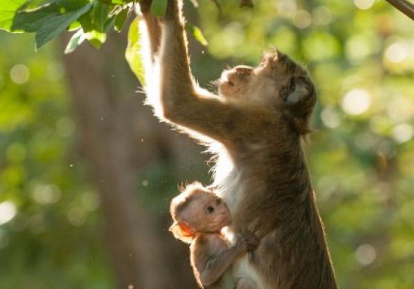 monkey-kingdom
