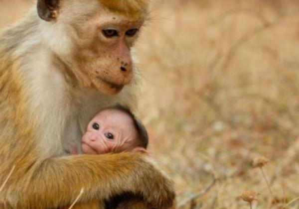 monkey-kingdom-3