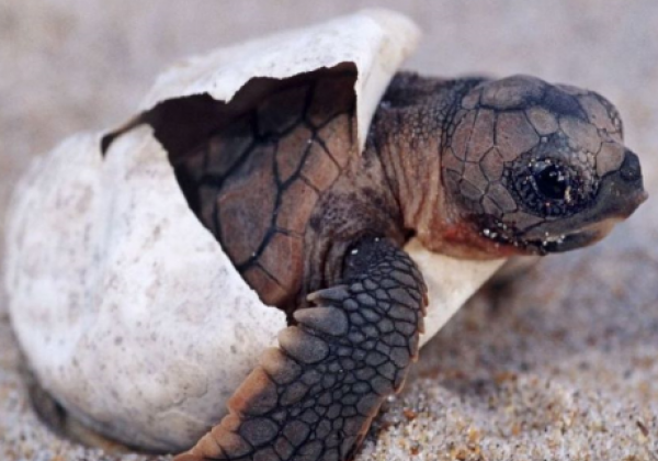 rekawa-turtle-1