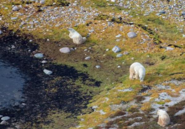 3-polar-bears-from-helicopter