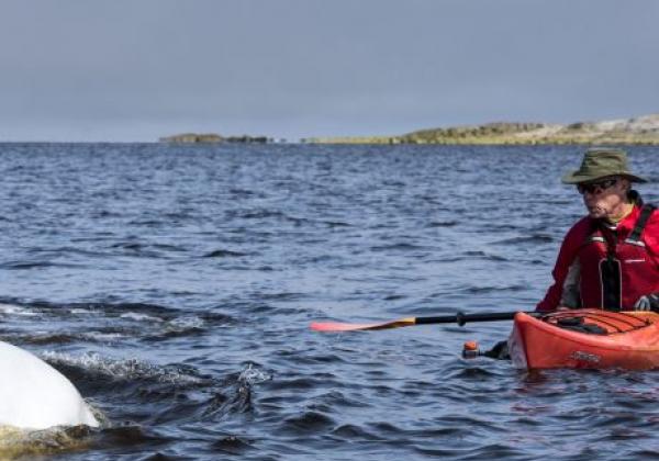 kayaking-with-beluga-whales-churchill-river-7