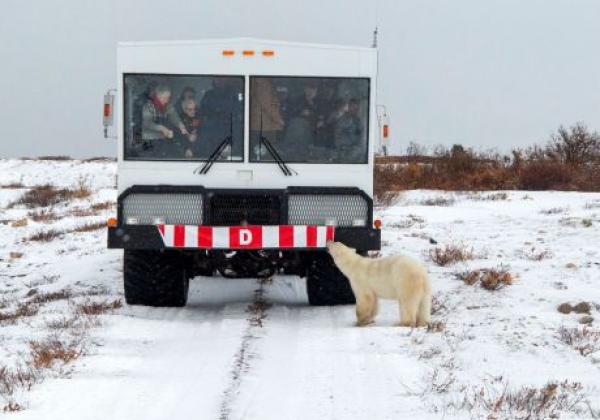 polar-bear-at-front-of-arctic-crawler™