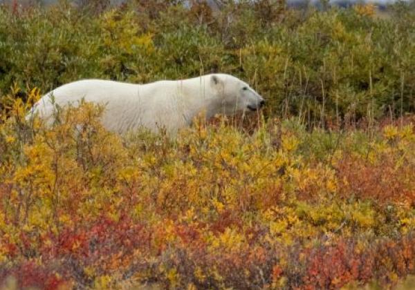 polar-bear-from-tundra-vehicle