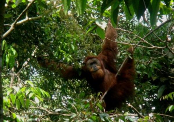 bahorok---orangutan-in-the-jungle