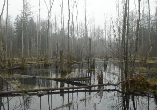 artek.-orzechowski---urwald,-erlenbruchwald.jpg