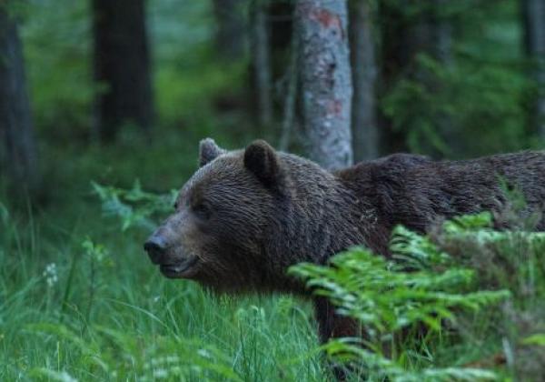 braunbär-im-wald