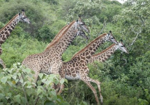 20-arusha-np-giraffen