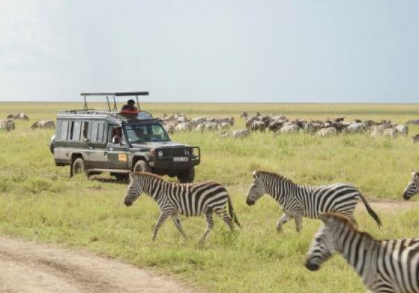 zebras-vor-jeep