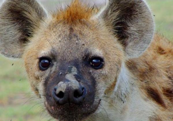 hyena.jpg