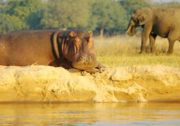 hippo-and-elephant.jpg