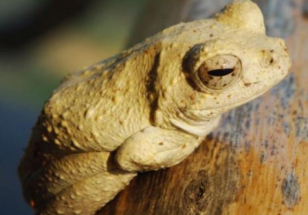 reed-frog.jpg