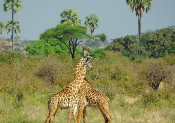 fighting-giraffe.jpg