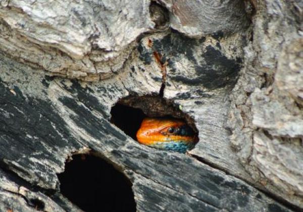 lizard-at-home.jpg
